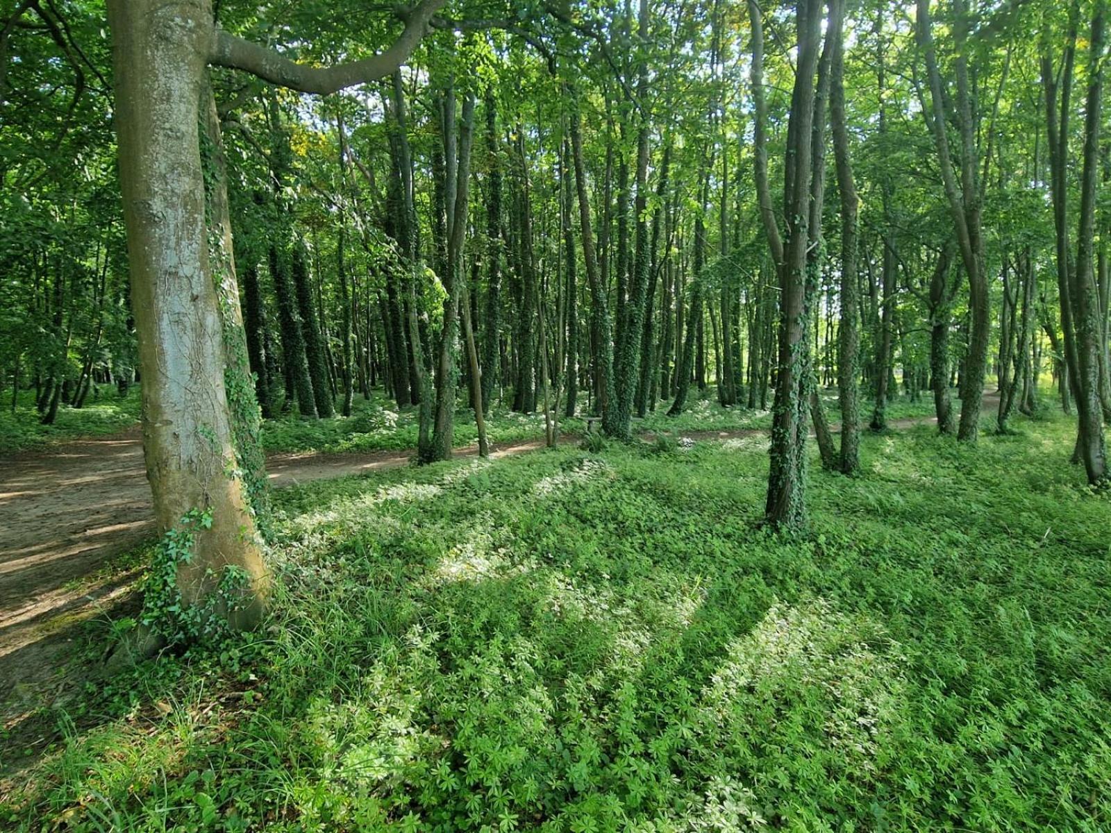 Osrodek Promenada- Domki Jastrzębia Góra Esterno foto